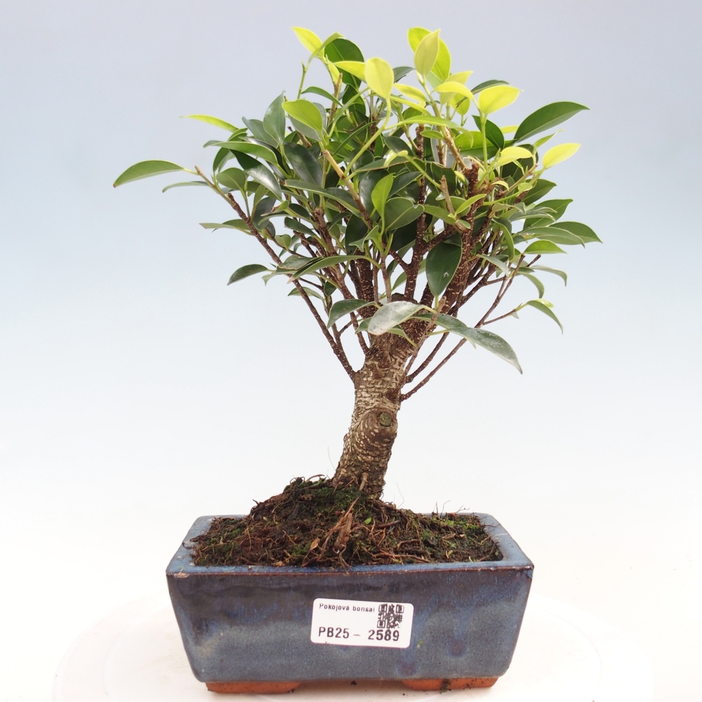 Bonsai wewnętrzne - Ficus retusa - figowiec drobnolistny