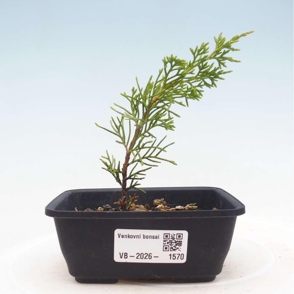 Outdoor bonsai - Juniperus chinensis Itoigawa