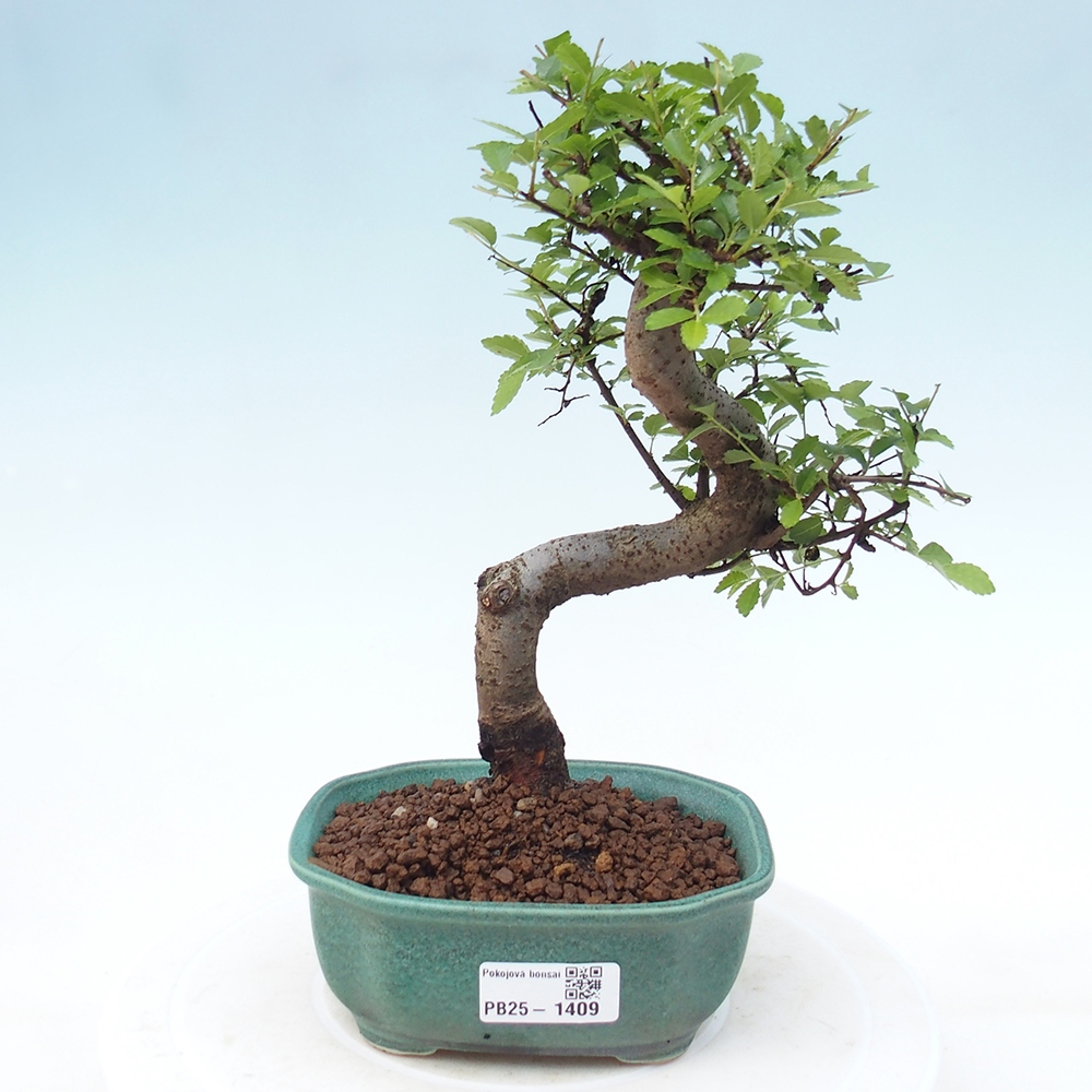 Bonsai wewnętrzne - Ulmus parvifolia - Wiąz drobnolistny