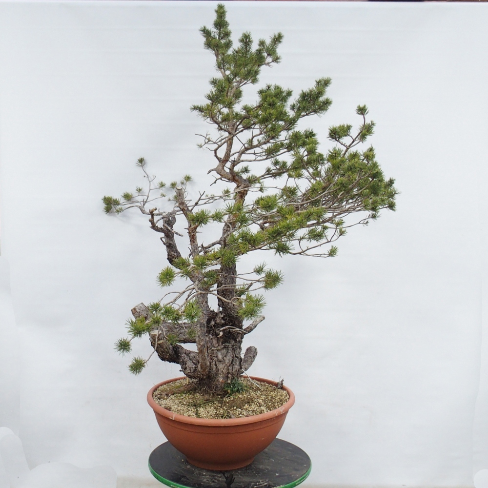 Yamadori - Pinus sylvestris Hiszpania