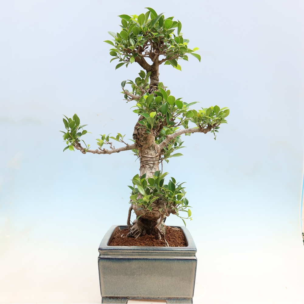 Pokój bonsai - Ficus kimmen - figowiec drobnolistny