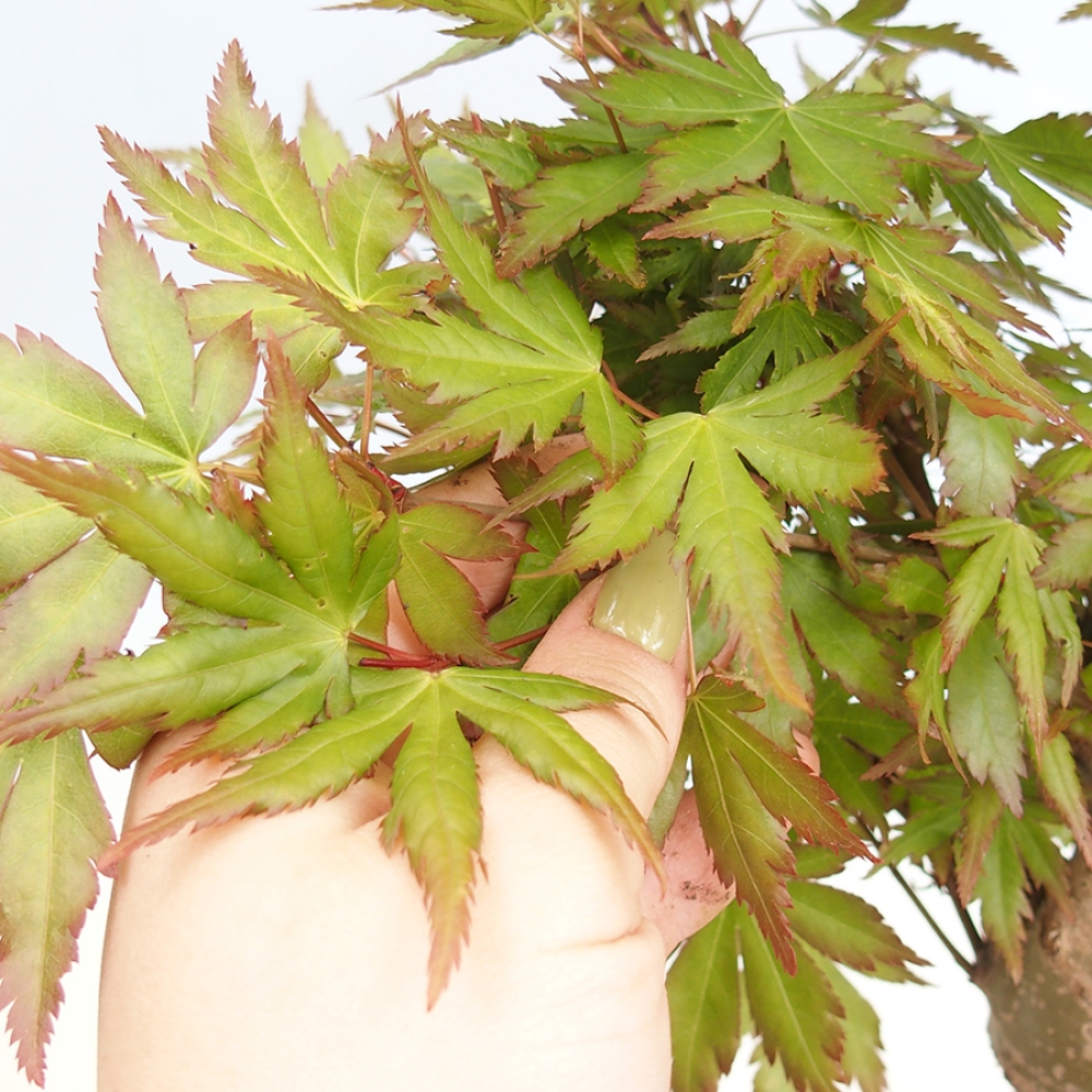 Outdoor bonsai - Acer palmatum - klon kasztanowca