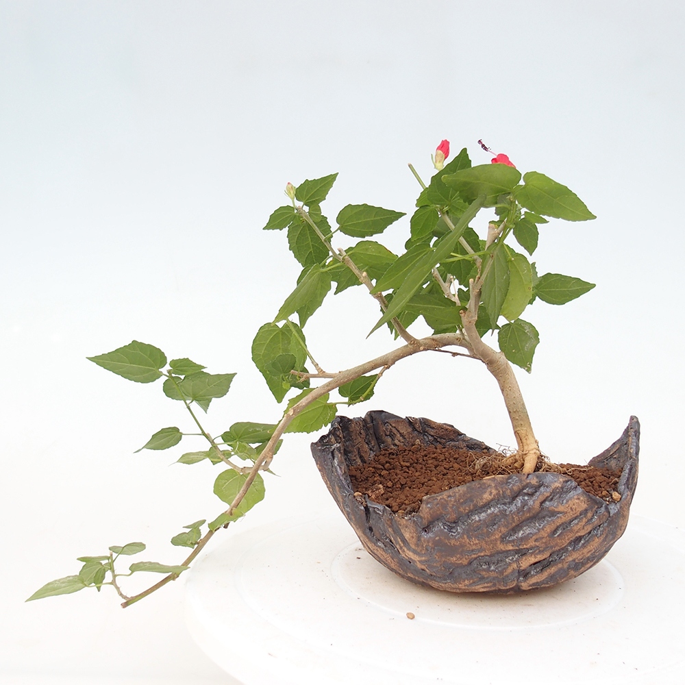 Bonsai domowe - Malvaviscus arboreus