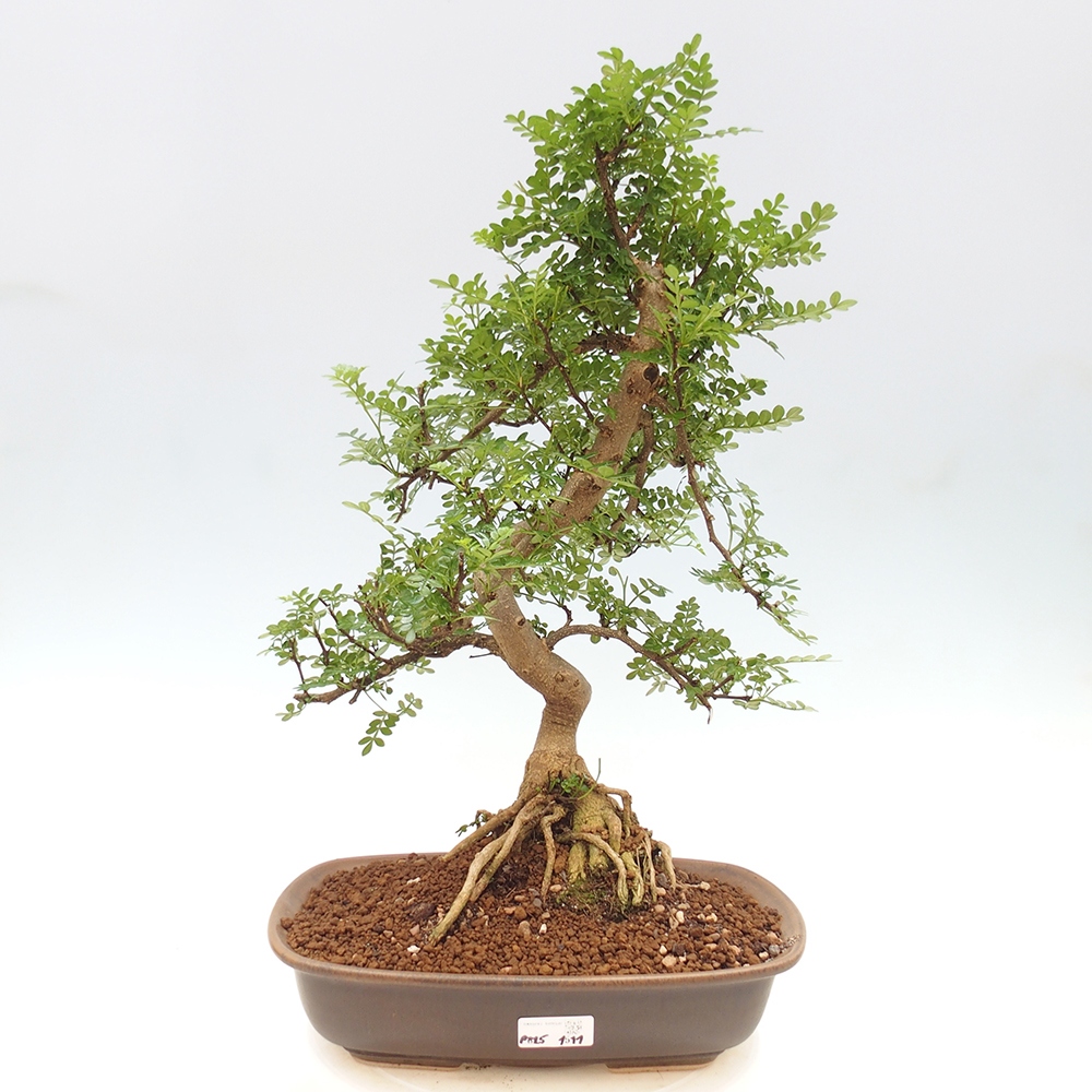 Bonsai do wnętrz - Zantoxylum piperitum - Mięta pieprzowa