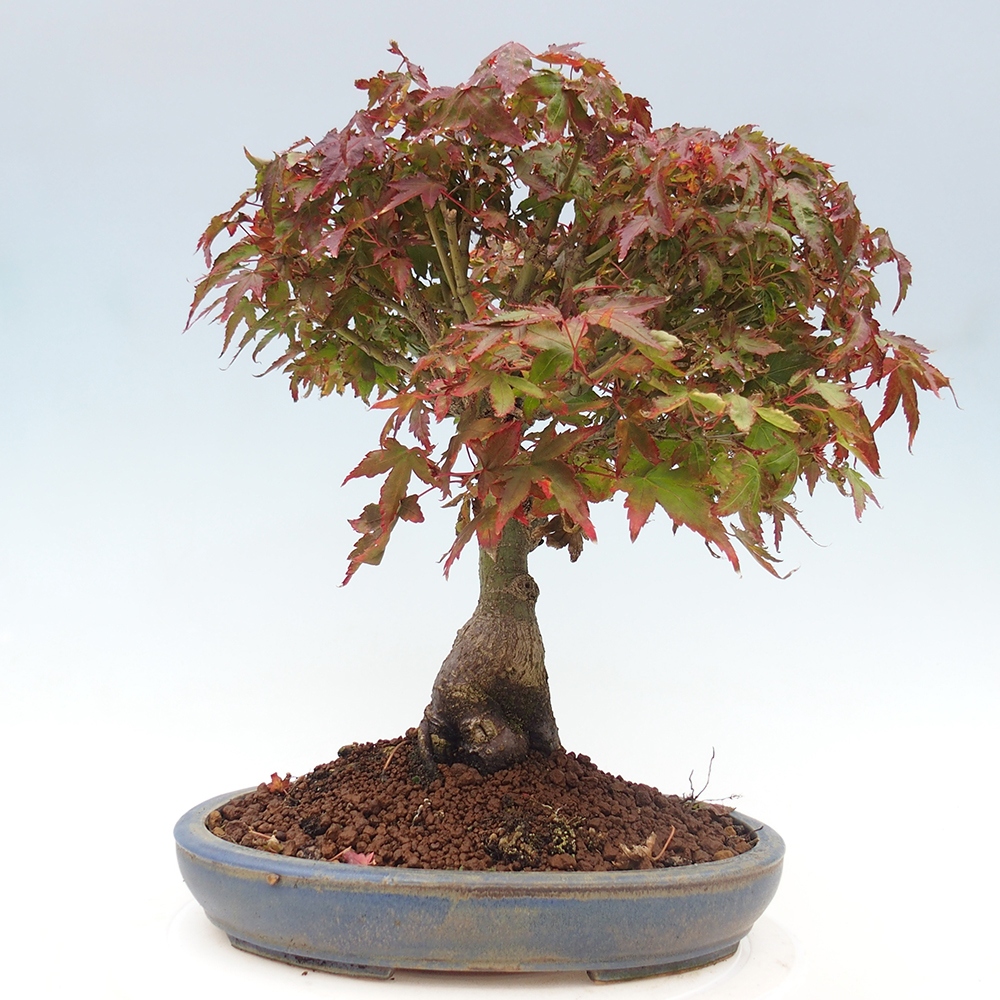 Acer palmatum KIOHIME - klon palmowy