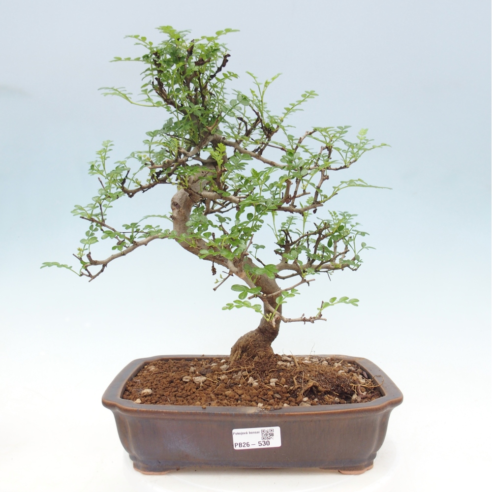 Pokój bonsai - Zantoxylum piperitum - drzewo pieprzowe
