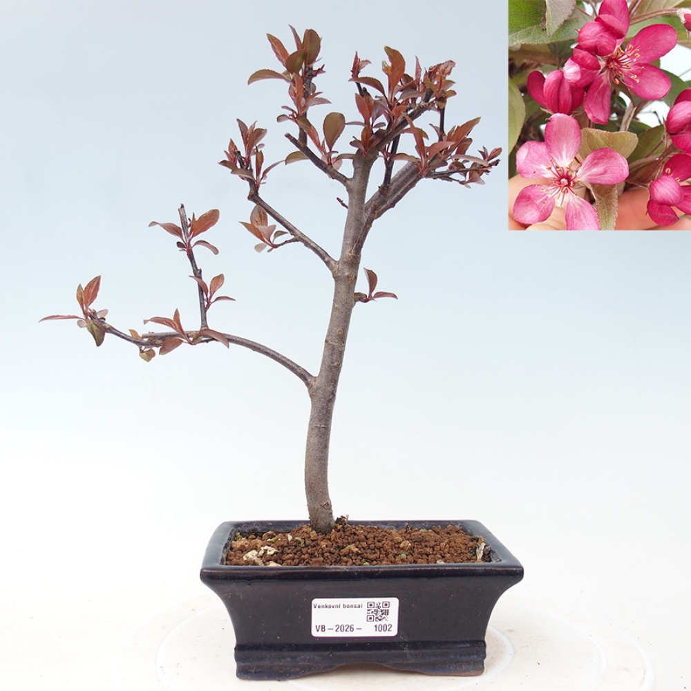 Outdoor bonsai - Malus domestica - Jabłoń czerwonolistna o małych owocach