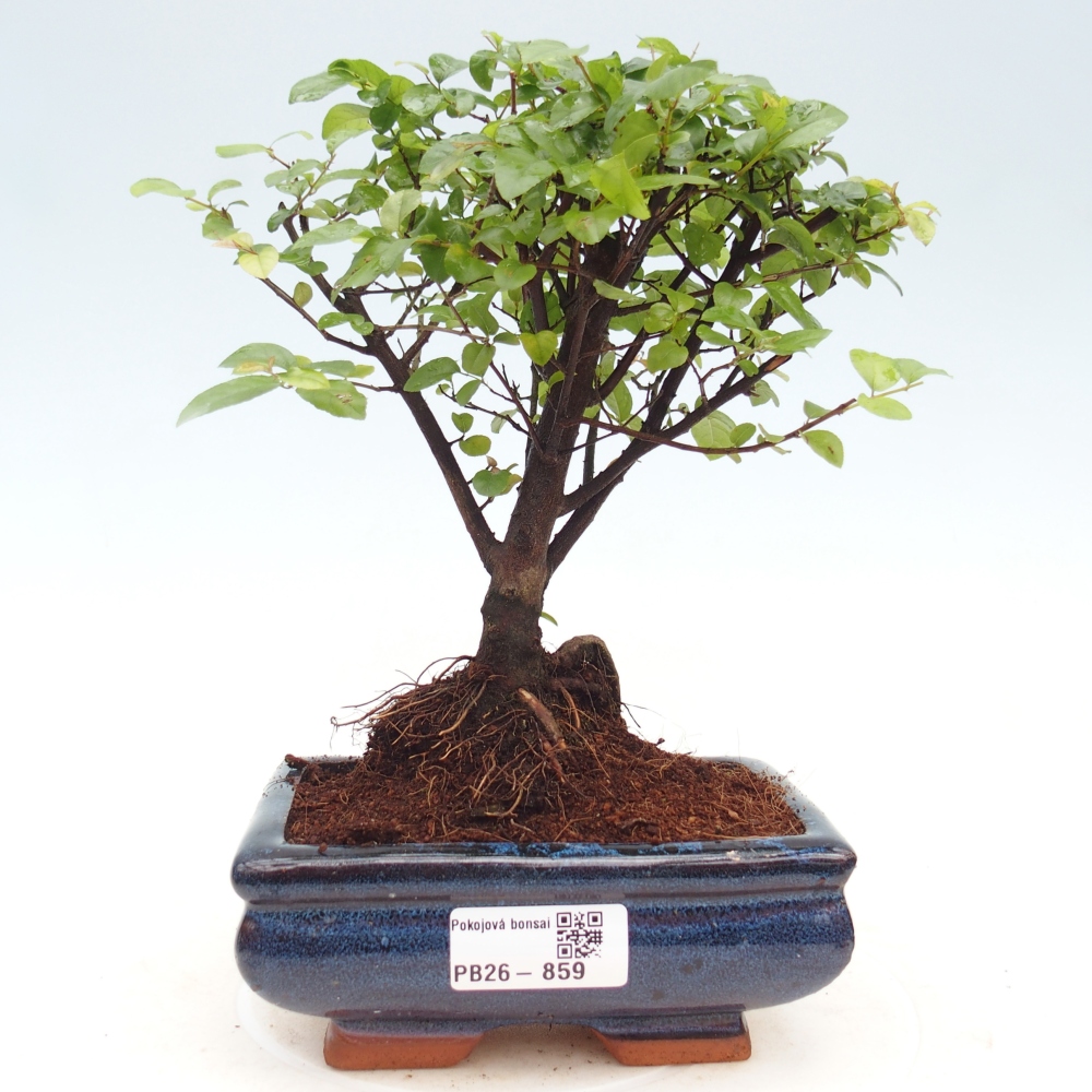 Bonsai pokojowe - Sageretia thea - Sageretia thea
