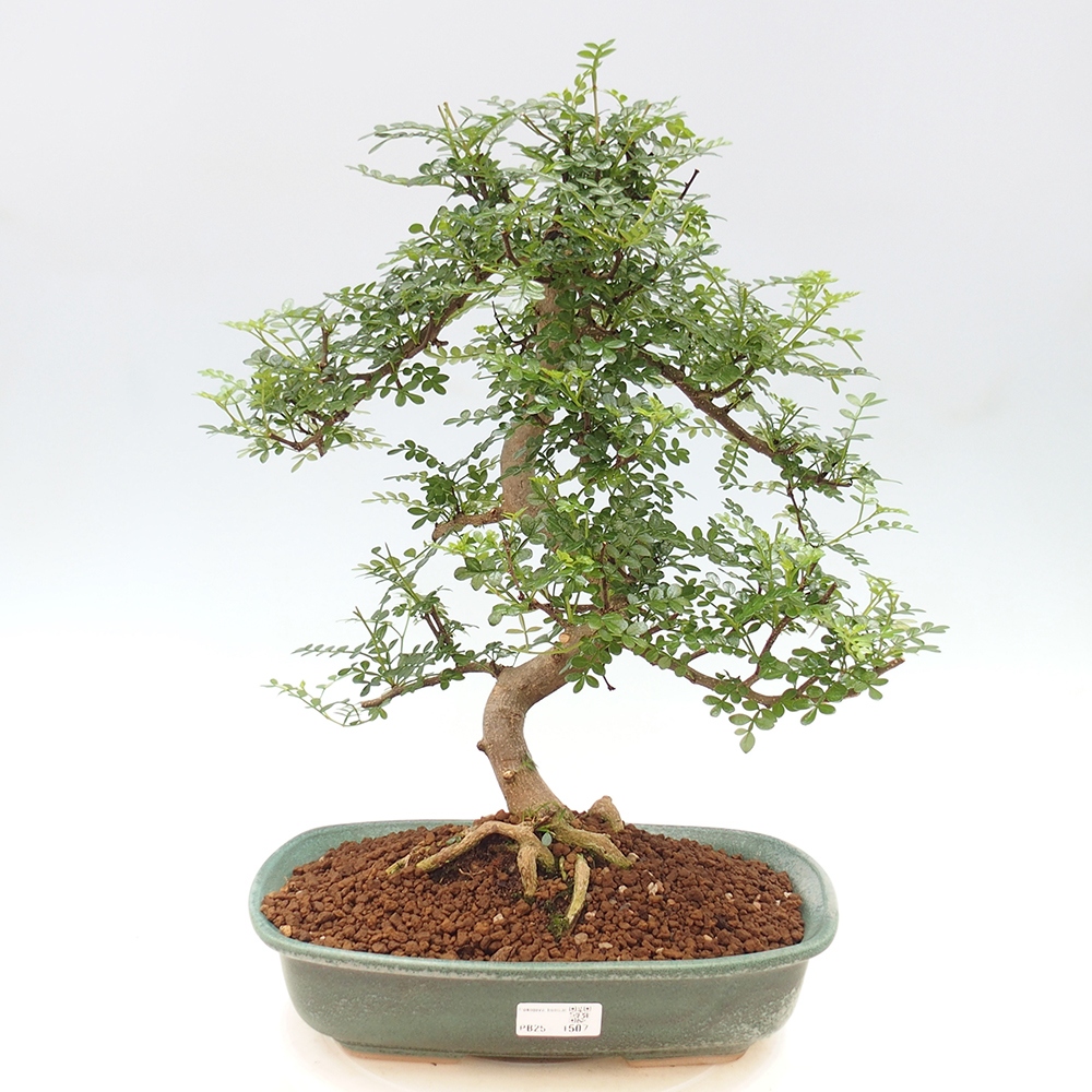 Bonsai do wnętrz - Zantoxylum piperitum - Mięta pieprzowa