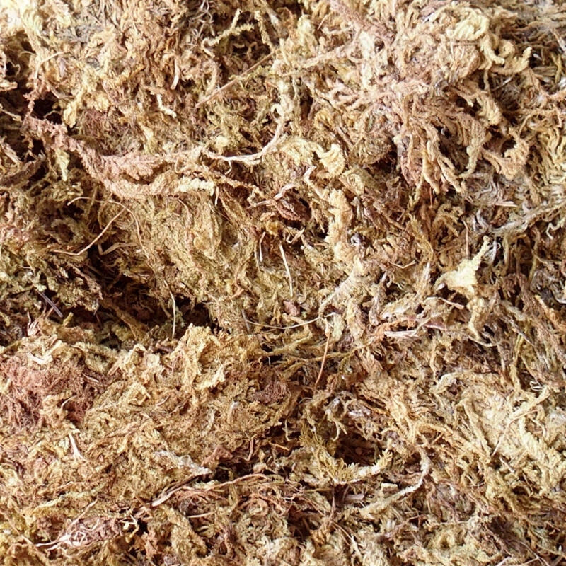 Bryophyta - mech 100 g
