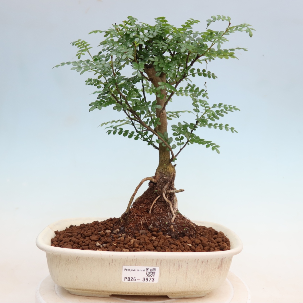 Pokój bonsai - Zantoxylum piperitum - drzewo pieprzowe
