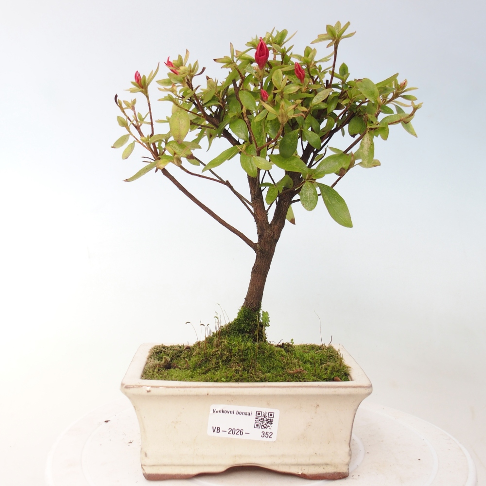 Outdoor bonsai - Azalia japońska - Azalea sp.