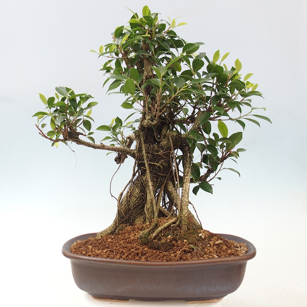 Bonsai pokojowe - Ficus kimmen - figowiec drobnolistny - WYŁĄCZNIE ODBIÓR OSOBISTY lub transport paletowy