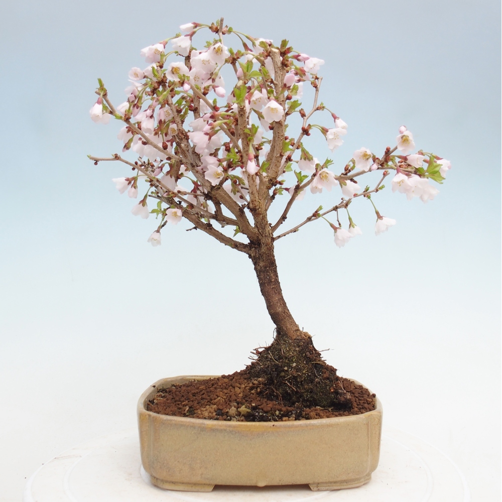 Outdoor bonsai - Prunus incisa Kojou-no mai-Plivon wycięty