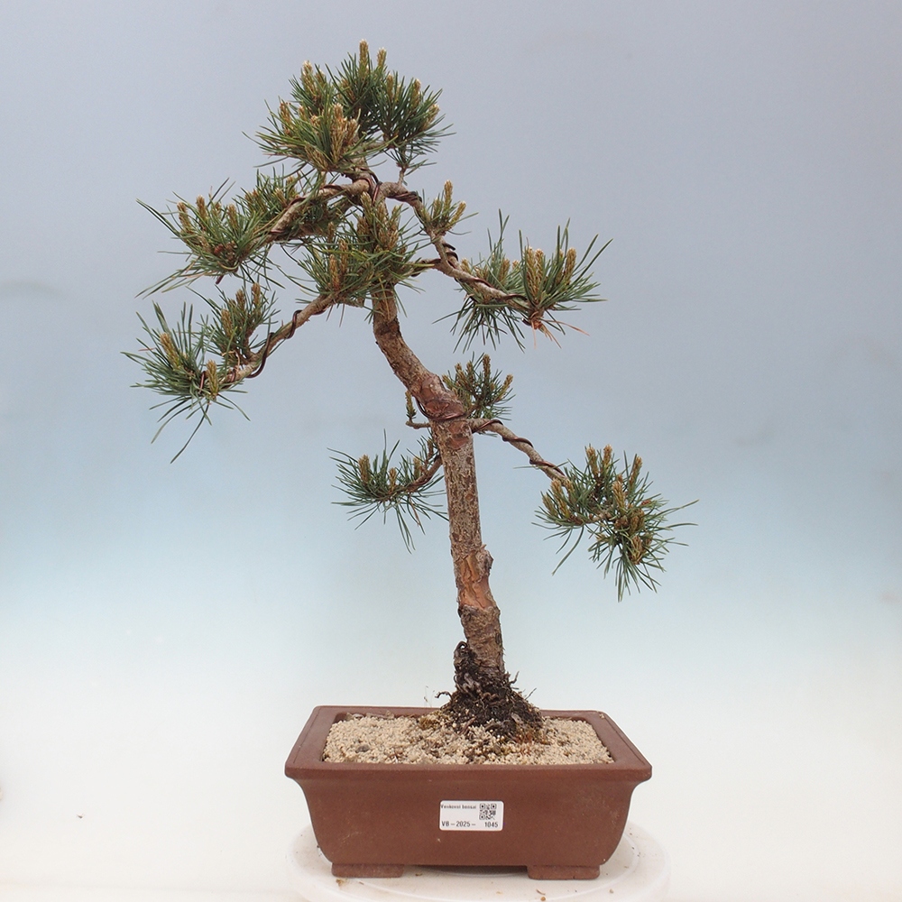 Outdoor bonsai - Pinus Sylvestris - sosna zwyczajna