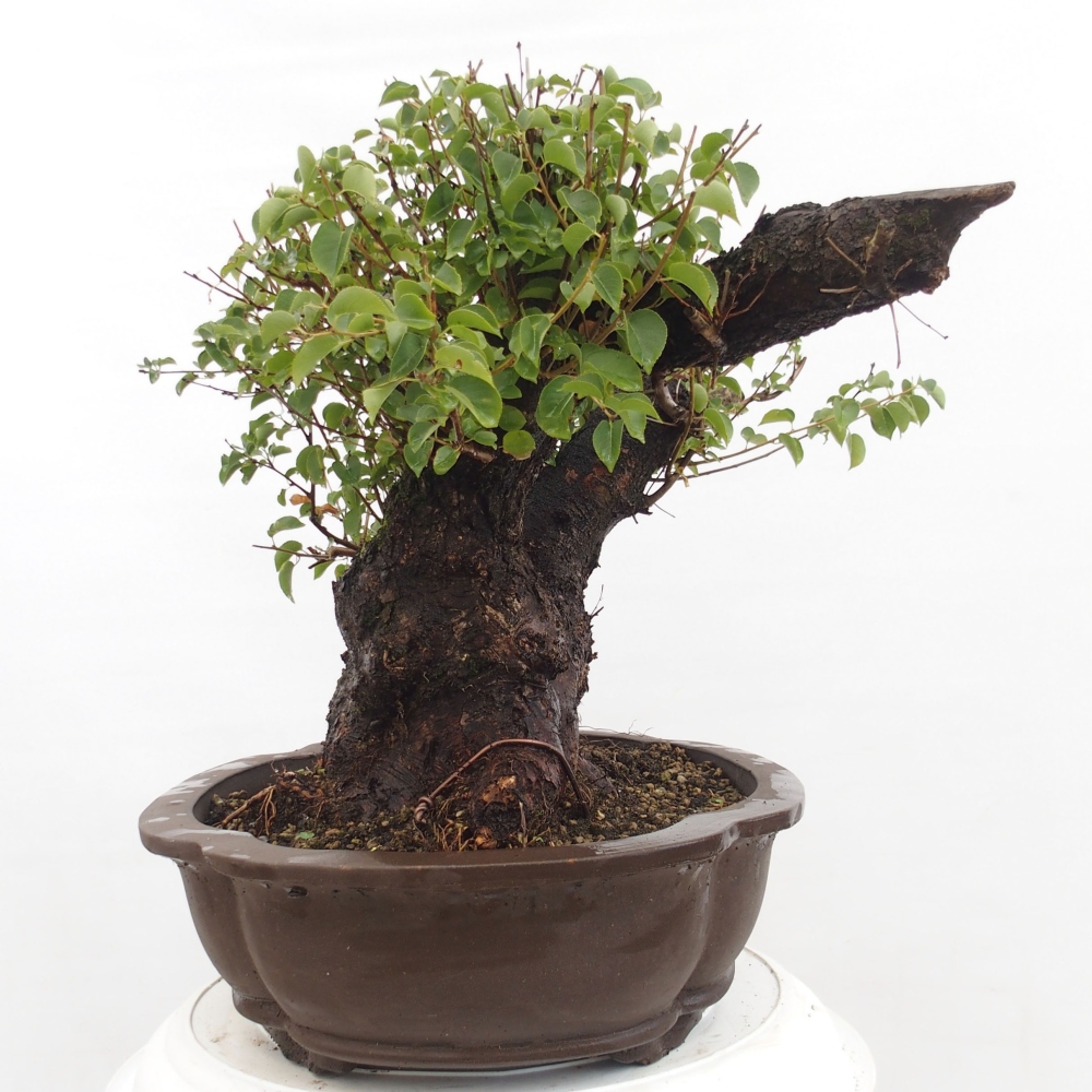 Bonsai na zewnątrz - Mahalebka - Prunus mahaleb
