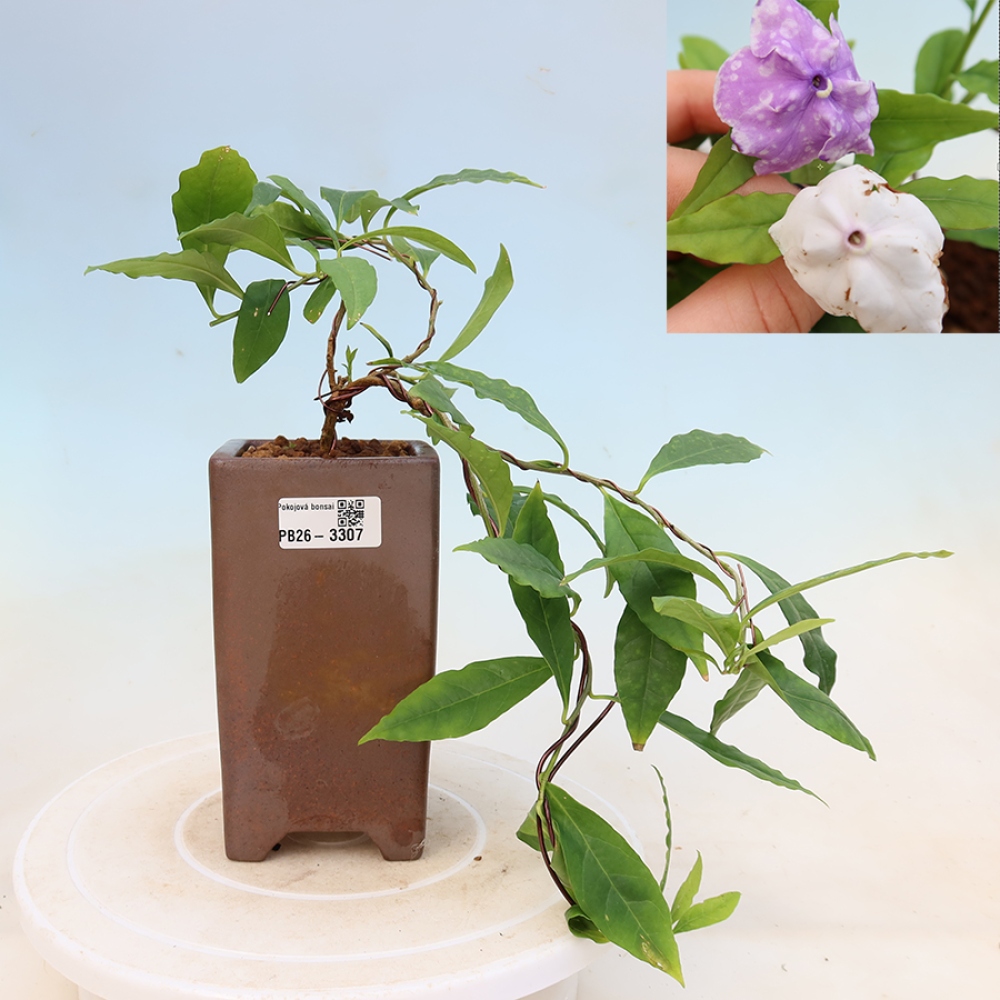 Bonsai pokojowe – Melati Costa – Brunfelsia