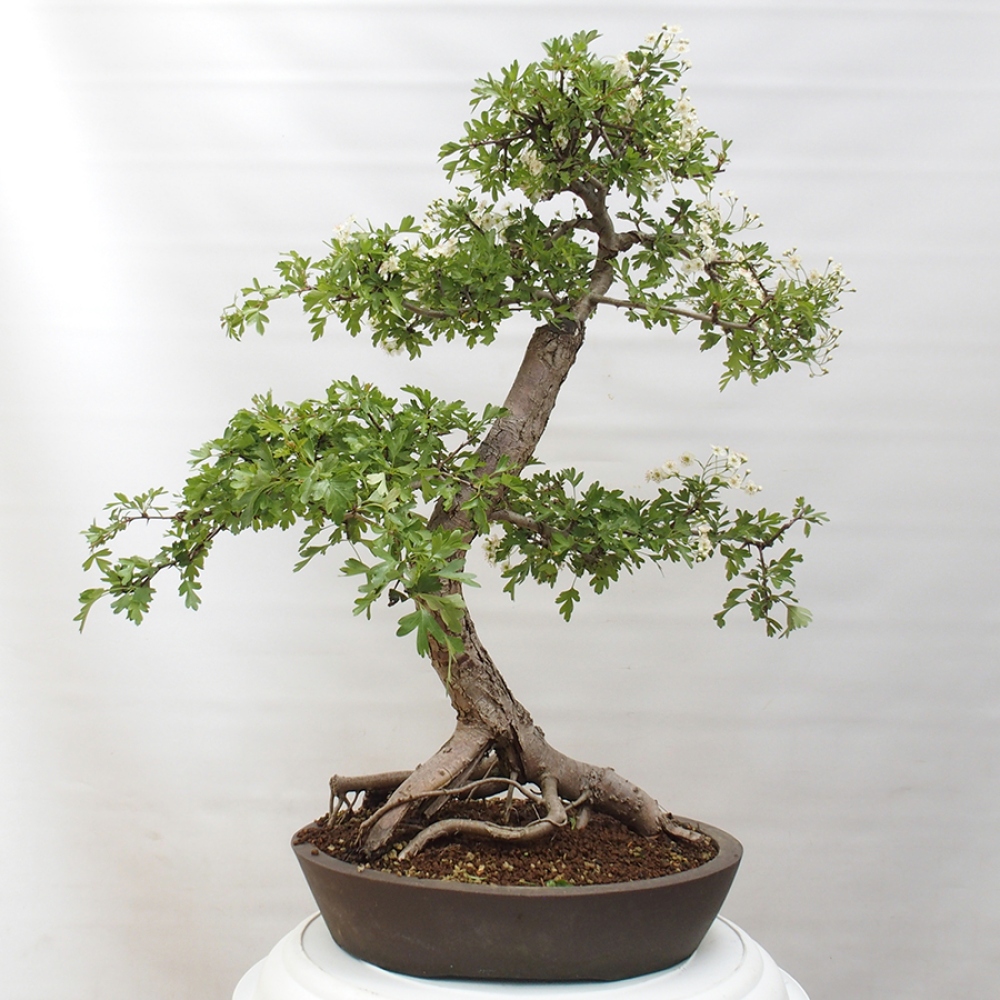 Bonsai zewnętrzne - Głóg - Crataegus monogyna