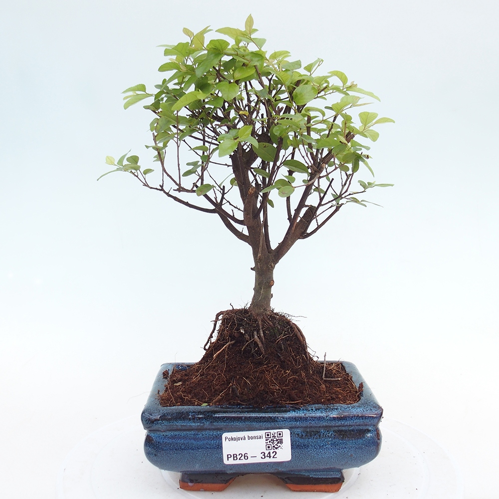 Bonsai pokojowe - Sageretia thea - Sageretia thea