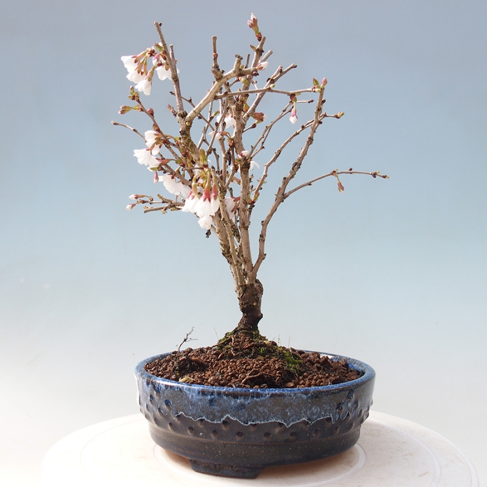Bonsai zewnętrzne - Prunus incisa Kojou-no mai-cięcie śliwki