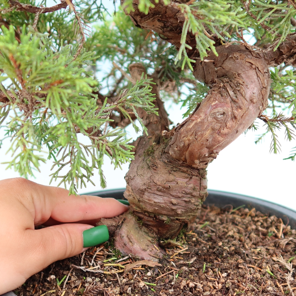 Bonsai ogrodowe – Juniperus chinensis Itoigawa – jałowiec chiński