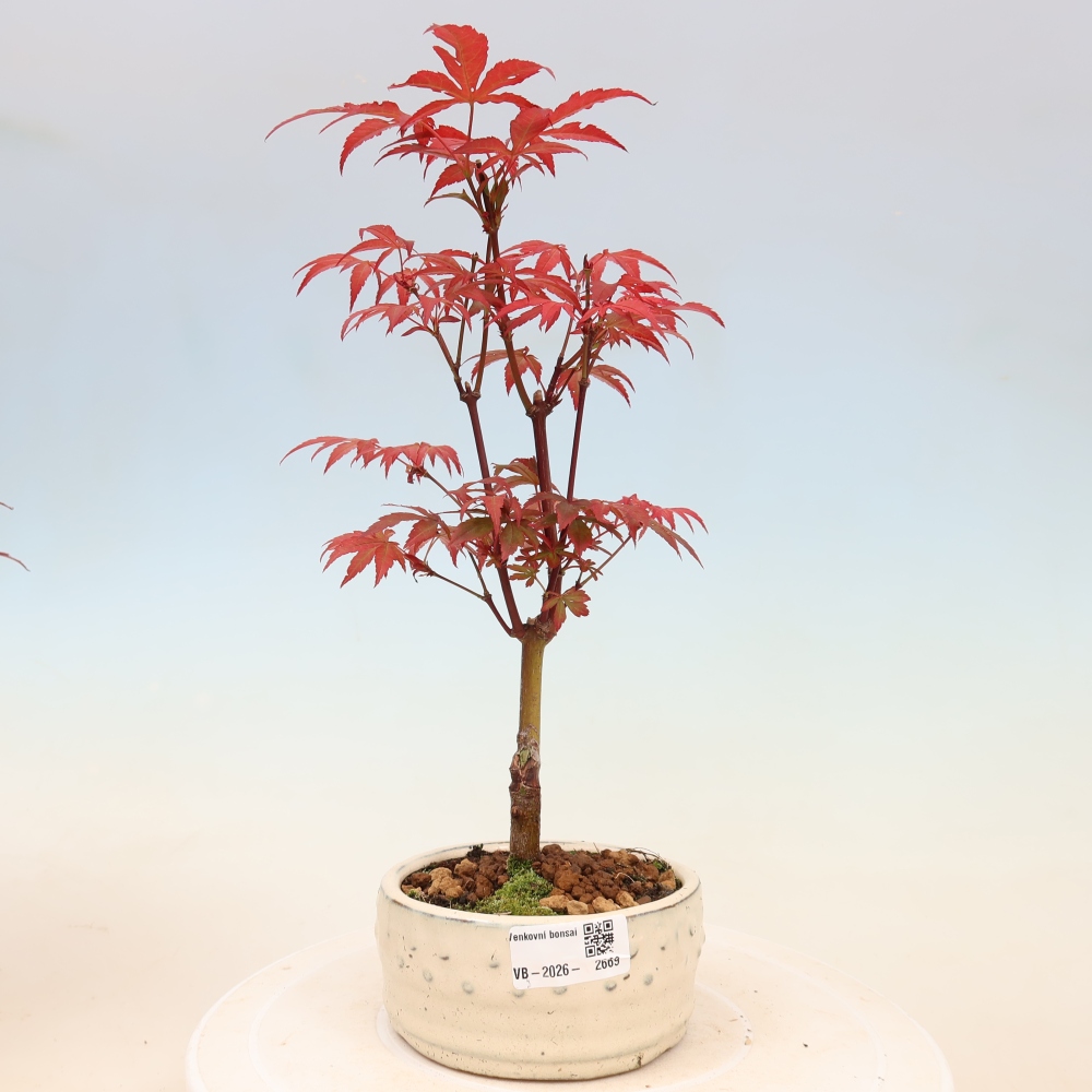 Bonsai na zewnątrz - Palma Acer. Atropurpureum-Javor palmate