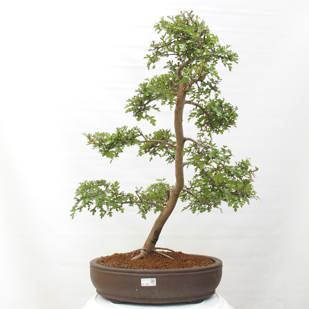 Bonsai zewnętrzne - Głóg - Crataegus monogyna