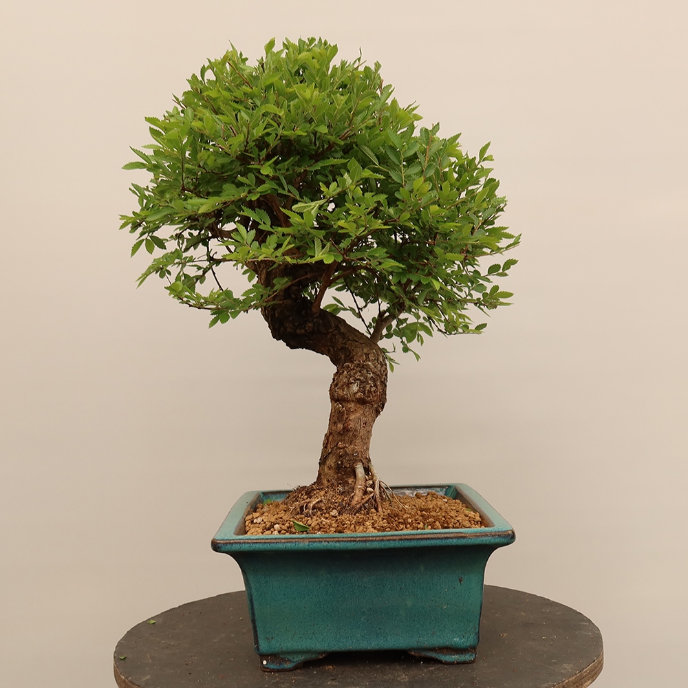 Bonsai na świeżym powietrzu - Zelkova - Zelkova NIRE