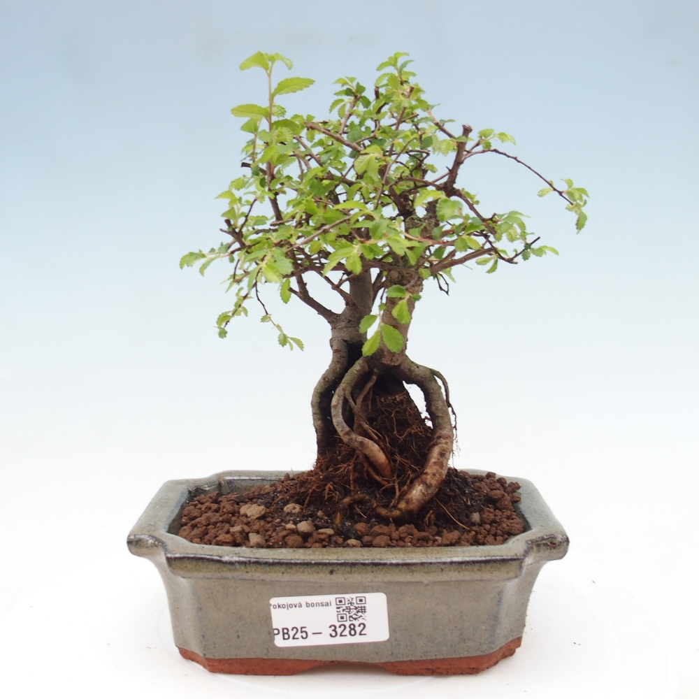 Pokój bonsai - Ulmus parvifolia - Wiąz drobnolistny