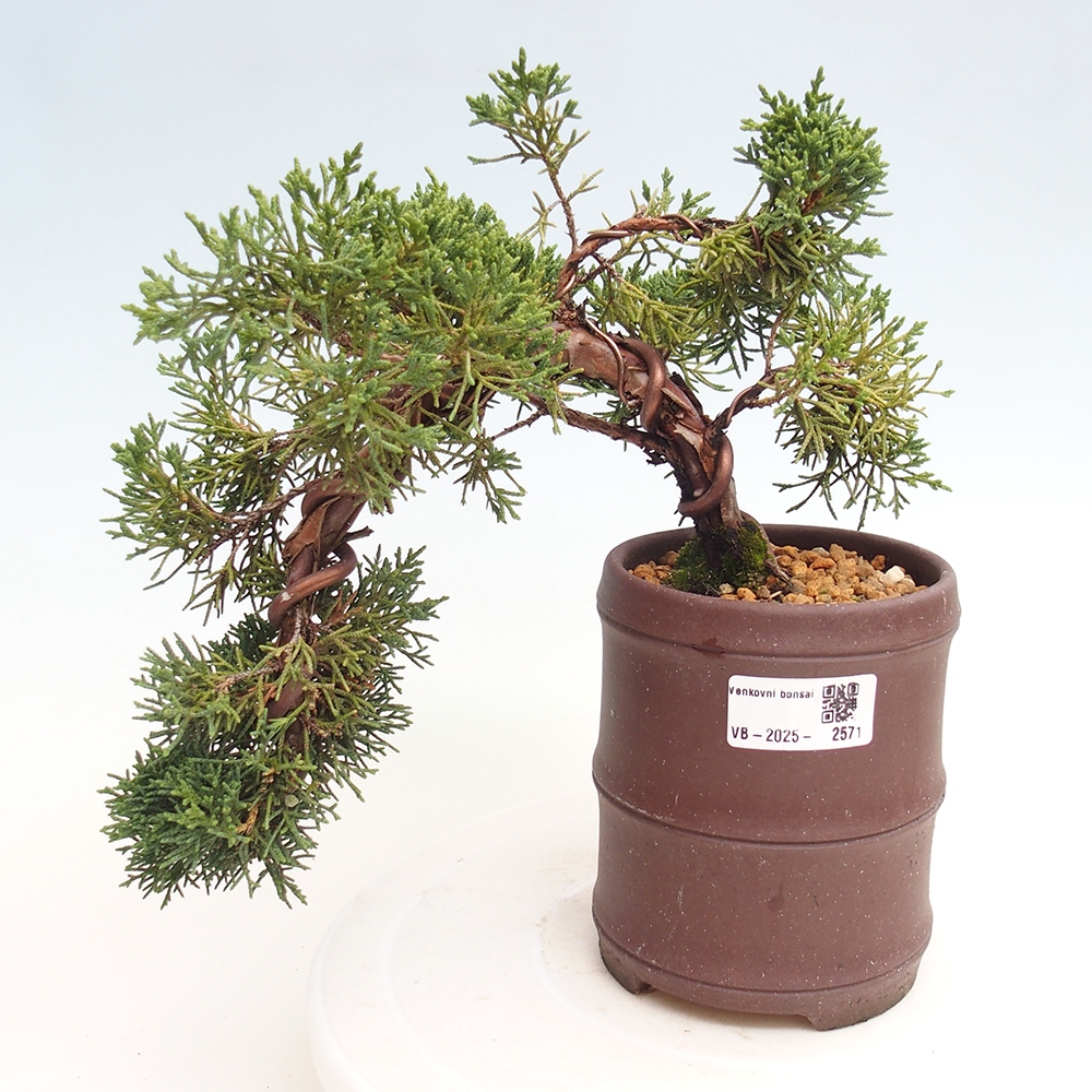 Bonsai zewnętrzne - Juniperus chinensis Kishu - Jałowiec chiński