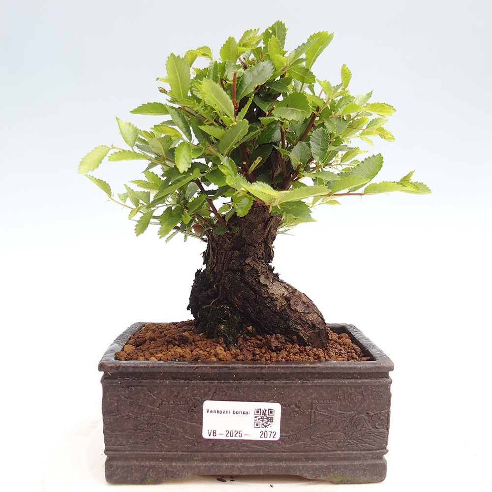 Outdoor bonsai - Zelkova - Zelkova NIRE