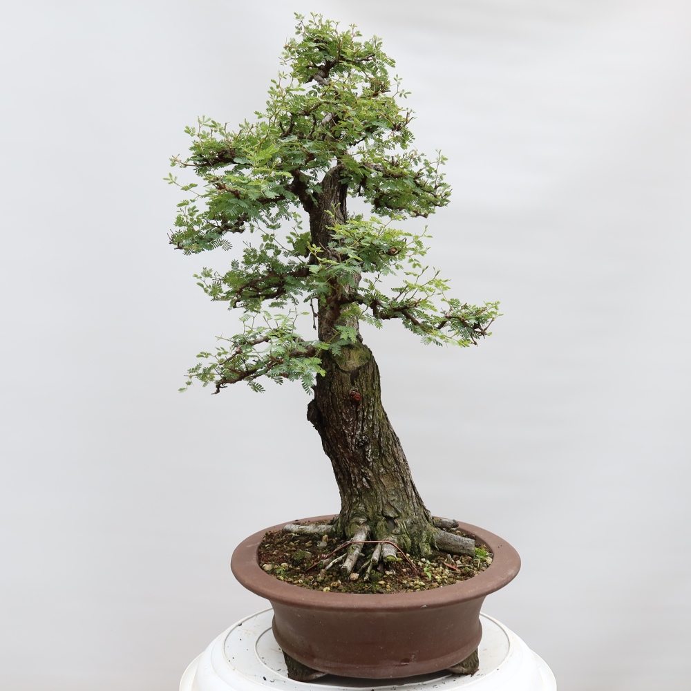 Bonsai pokojowe – Akacja arabica