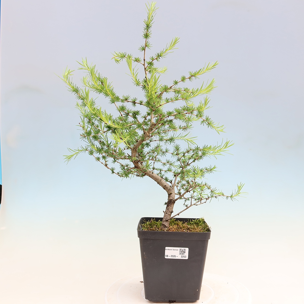 Bonsai zewnętrzne - Larix decidua - Modrzew