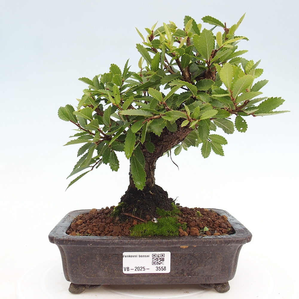 Bonsai zewnętrzne - Zelkova - Zelkova NIRE