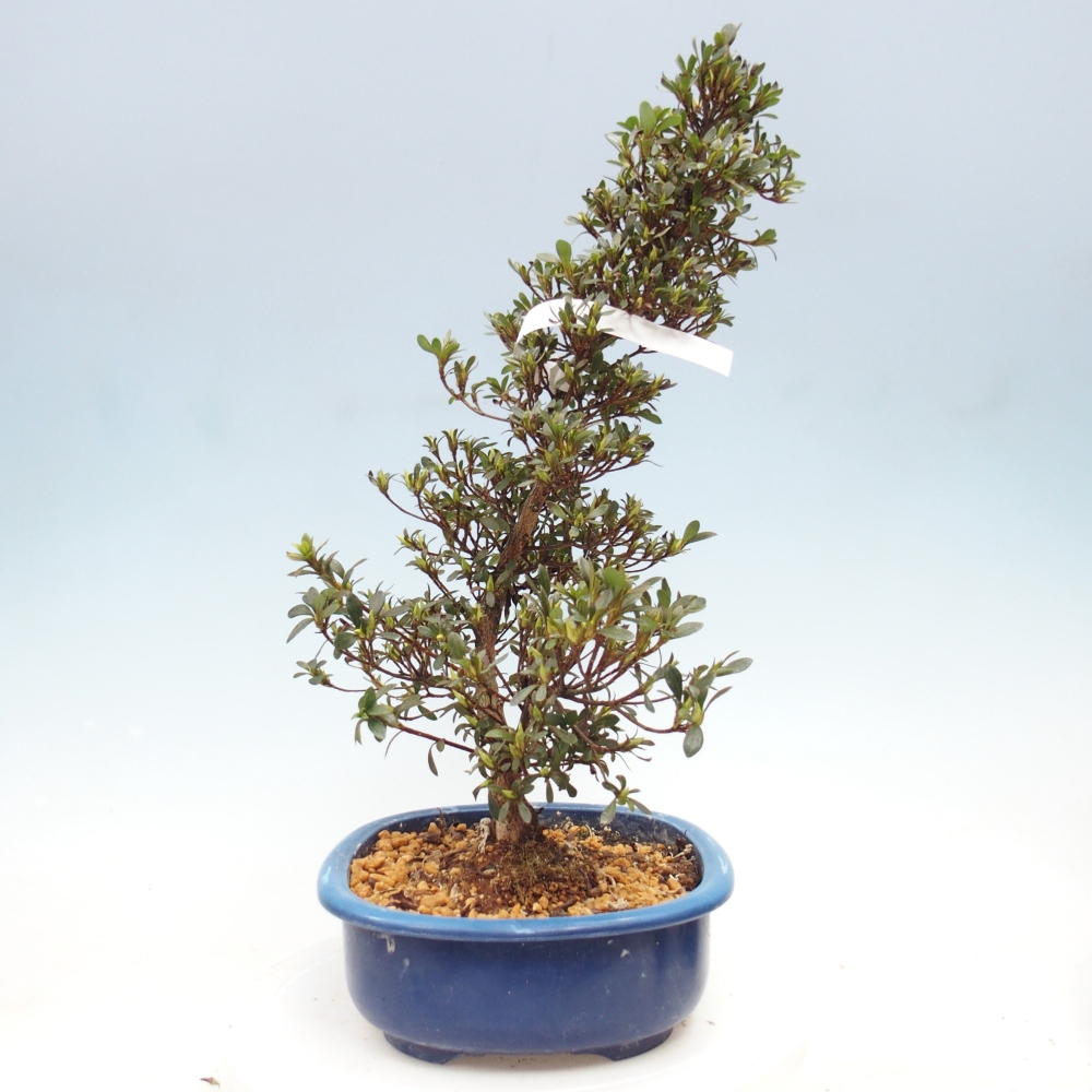 Bonsai zewnętrzne - Azalia japońska - Azalia Nikko