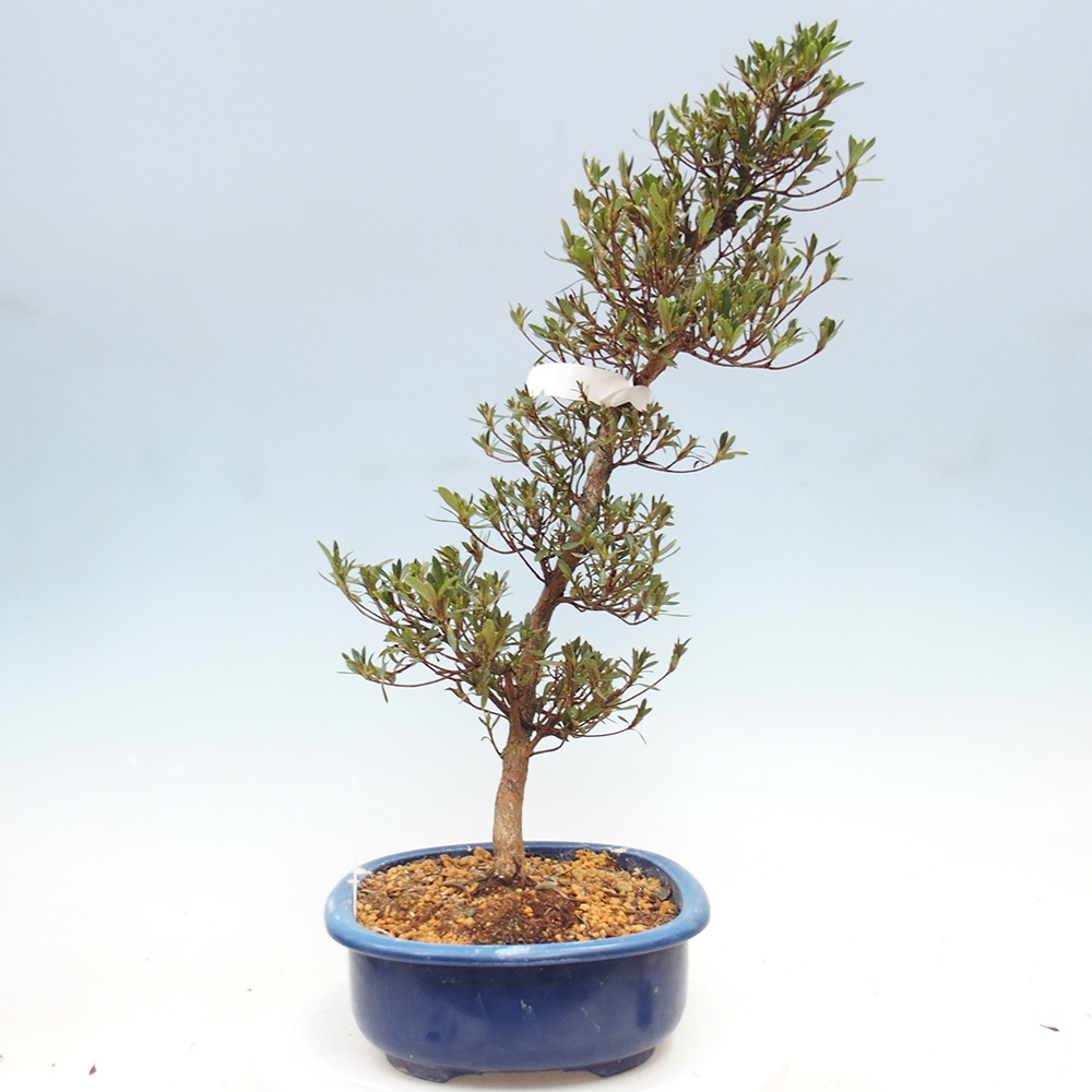 Bonsai zewnętrzne - Azalia japońska - Azalia Hakurin