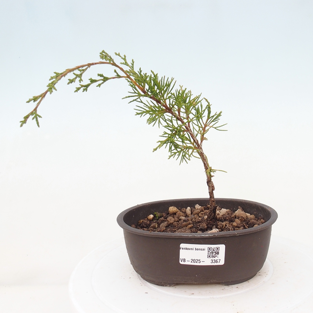 Outdoor bonsai - Juniperus chinensis Itoigawa - Jałowiec chiński