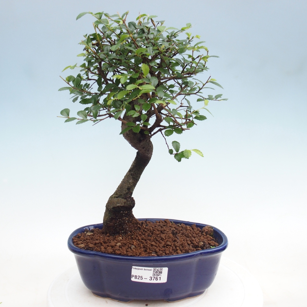 Pokój bonsai - Ulmus parvifolia - Wiąz drobnolistny