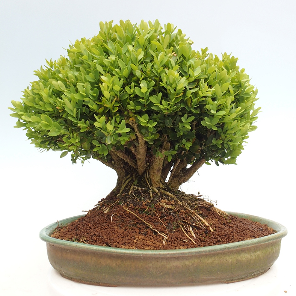 Bonsai ogrodowe - Buxus sempervirens - bukszpan