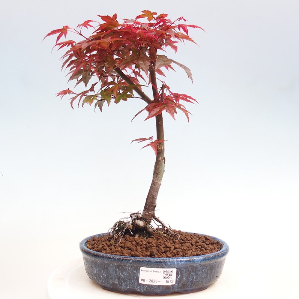 Outdoor bonsai - dlanitolistý klon - Acer palmatum DESHOJO