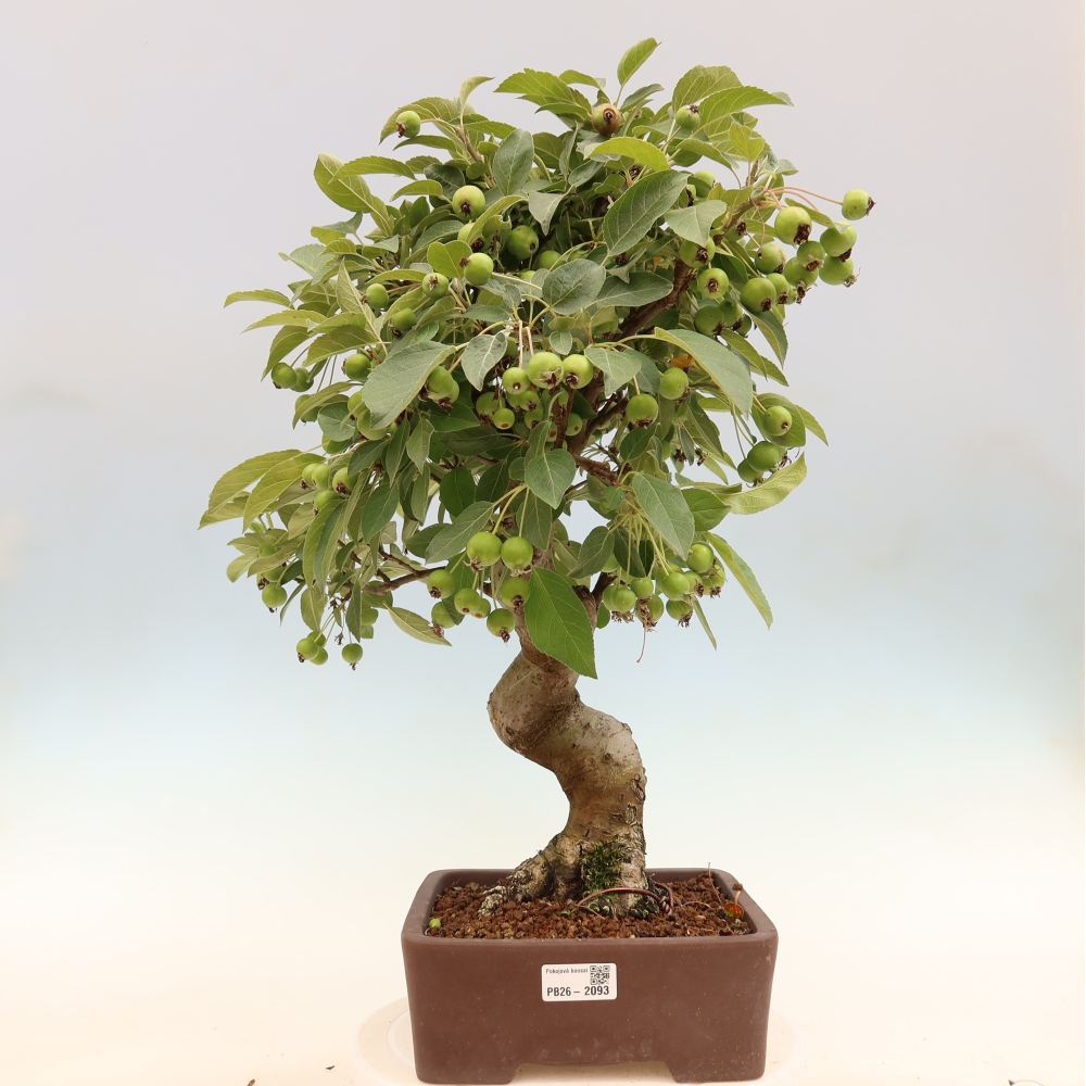 Outdoor bonsai - Malus halliana - Jabłoń drobnoowocowa