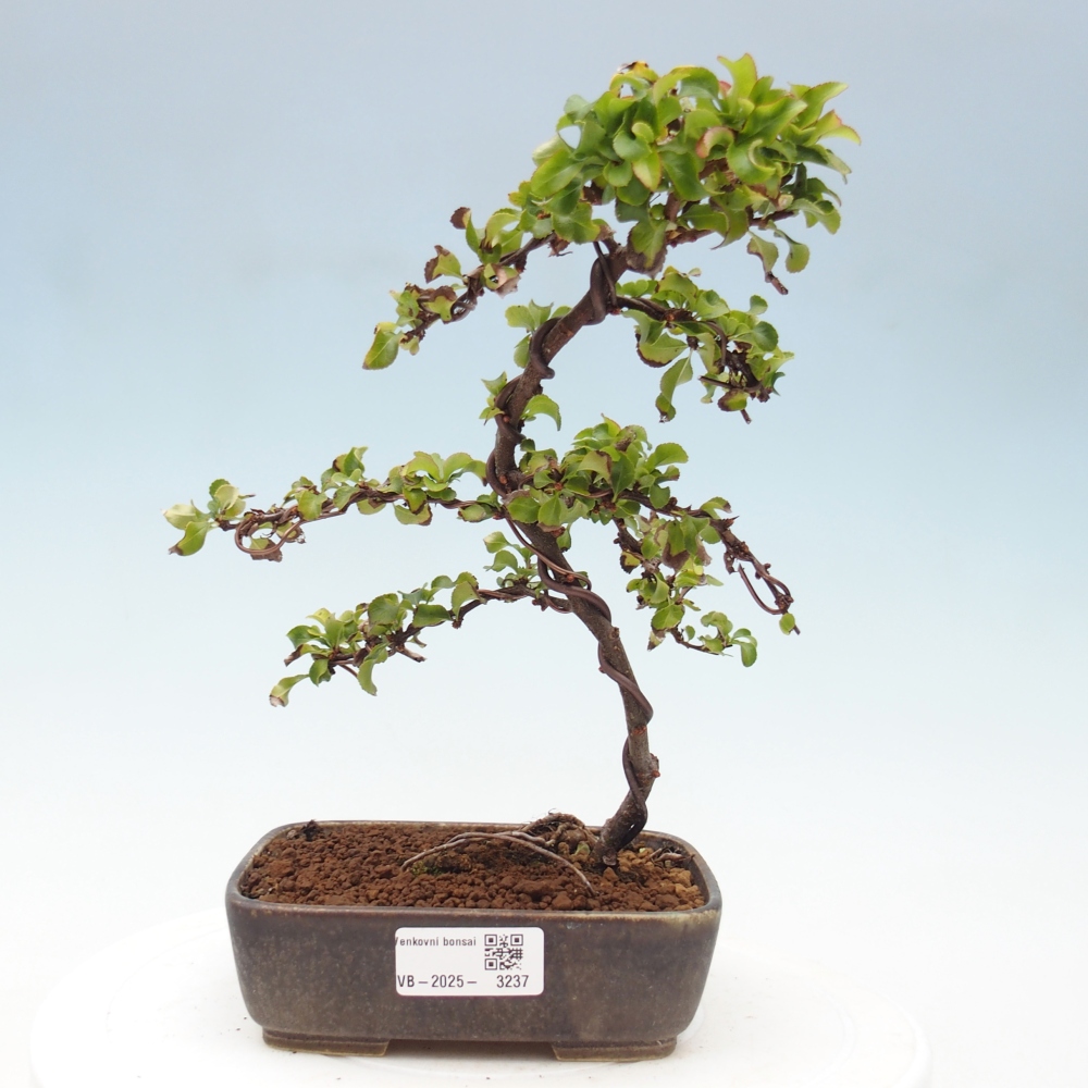 Bonsai zewnętrzne - Chaneomeles s. Red Joy - Pigwa