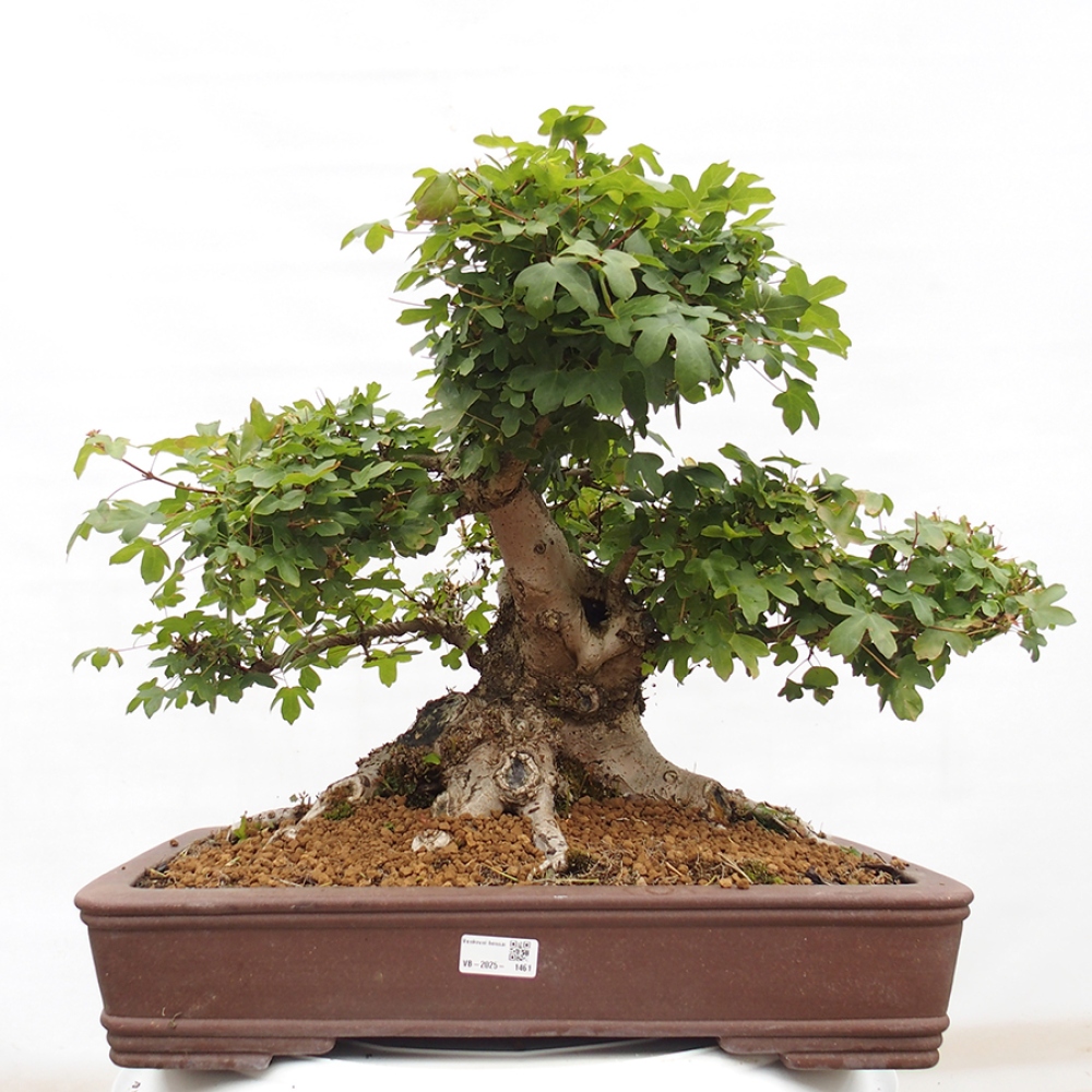 Bonsai zewnętrzne - Klon Francuski - Acer Nonspessulanum