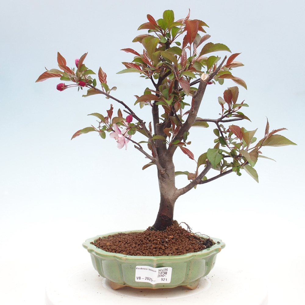 Bonsai zewnętrzne - Malus domowy - Jabłoń czerwonolistna o drobnych owocach