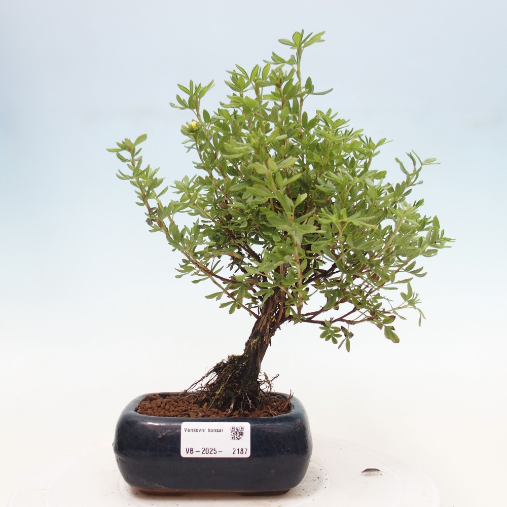 Outdoor bonsai-Pięciolistnik - Potentila fruticosa żółty Ptak