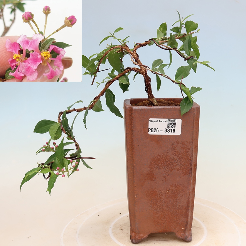 Bonsai pokojowe – Malpighia z Barbadosu – Malpighia glabra 