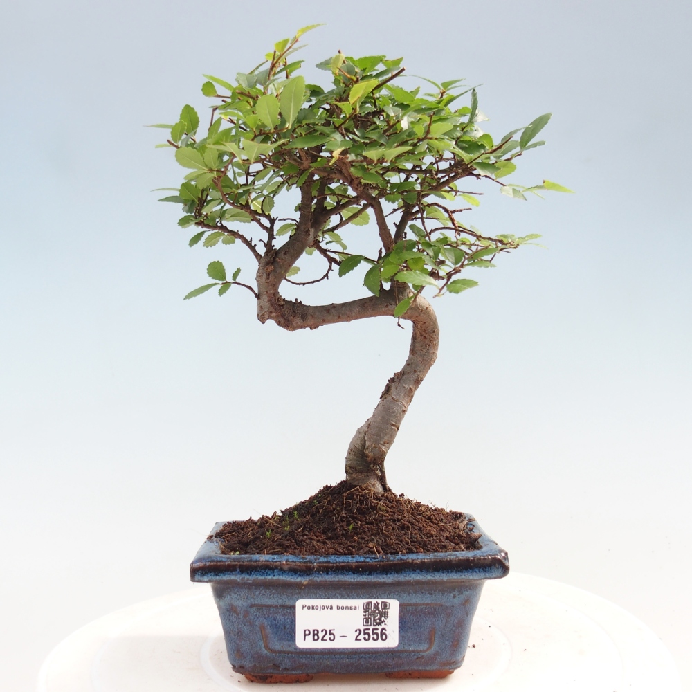 Kryty bonsai - Ulmus parvifolia - Wiąz mały liść