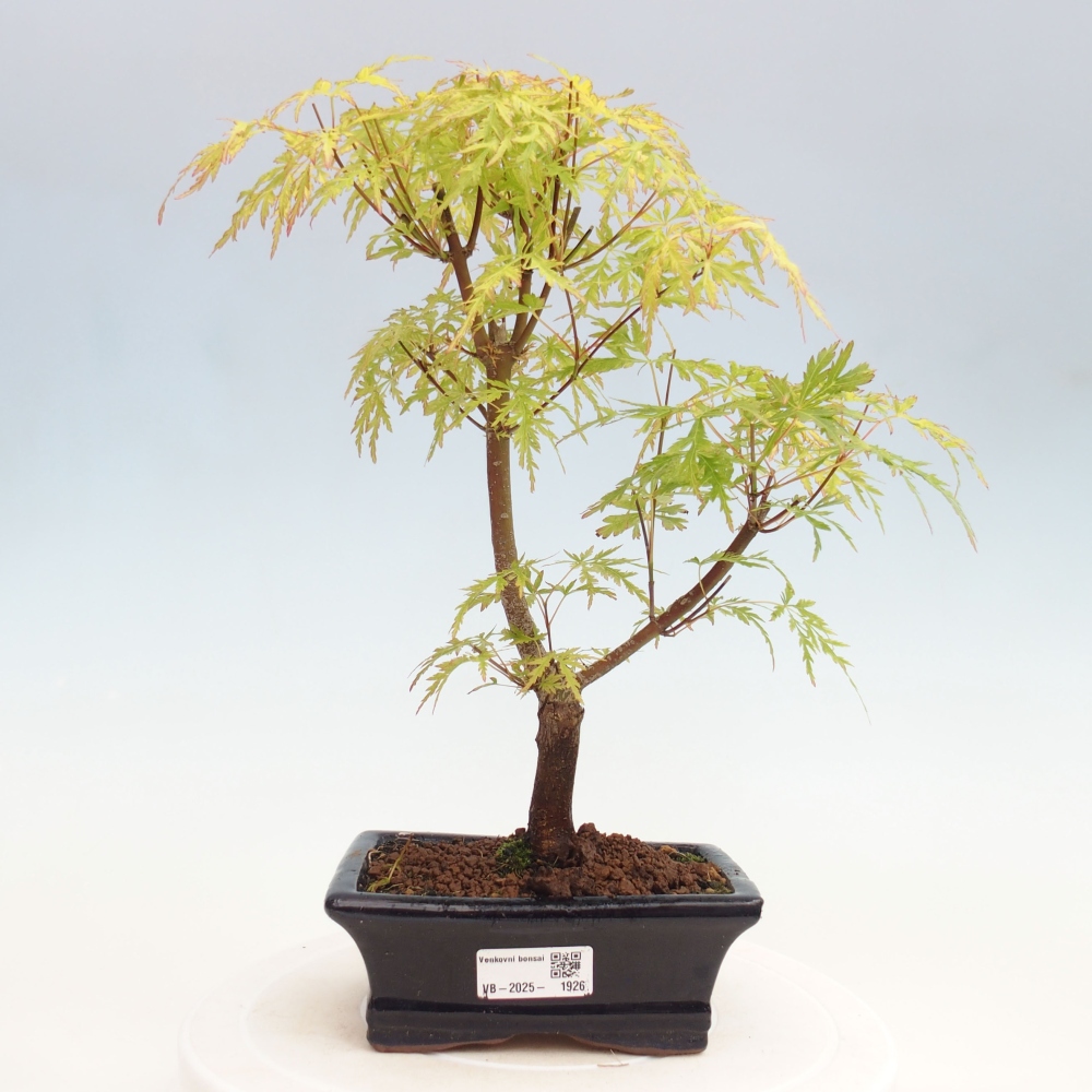 Outdoor bonsai - Acer palmatum Dissectum - Klon japoński 