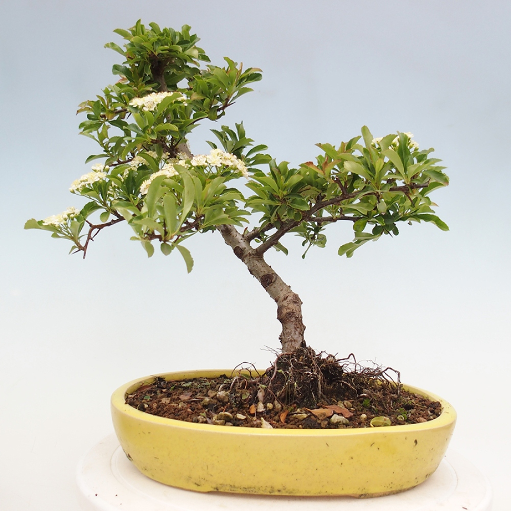 Outdoor Bonsai-Pyracanta Teton-Piekarnia