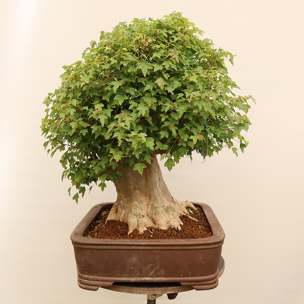 Outdoor bonsai - Klon burgeryjski - Acer burgerianum